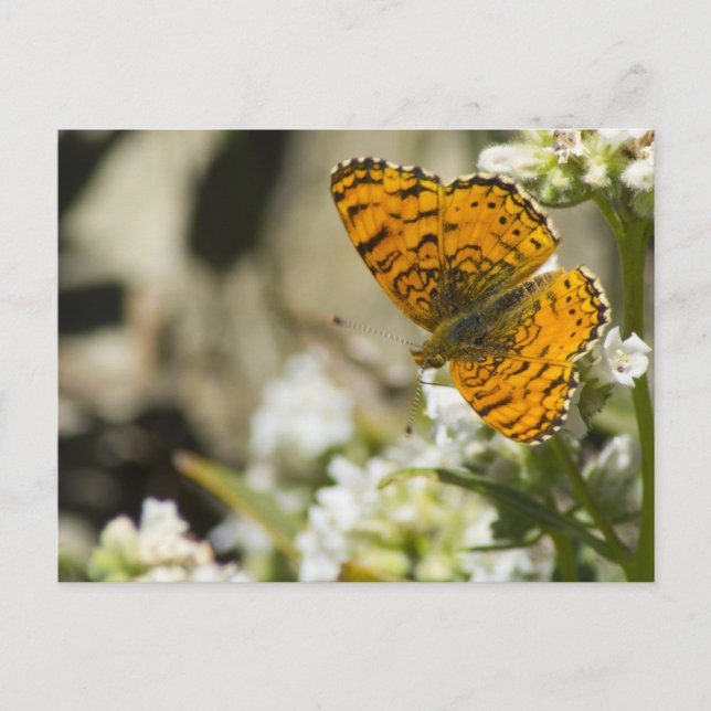 Orange Butterfly Postkarte (Vorderseite)