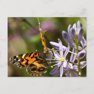 Orange Butterfly über Wild Hyacinth Apparel & Gesc Postkarte