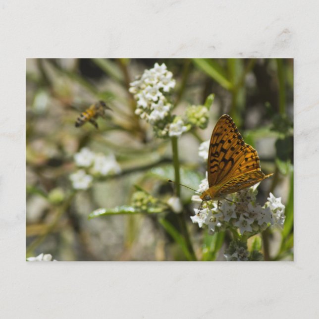 Orange Butterfly und Biene Postkarte (Vorderseite)