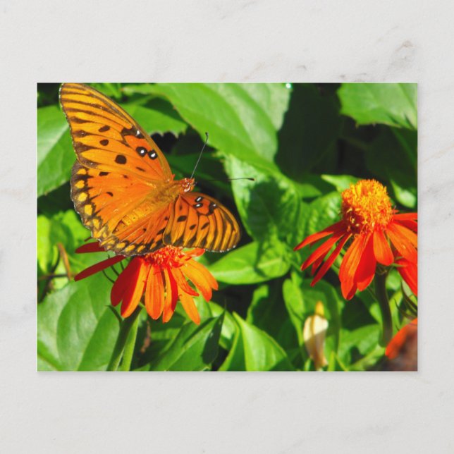 Orange Butterfly Upload Postkarte (Vorderseite)