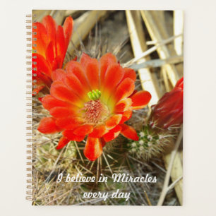 Orange Cactus Blume, das Wunder von New Mexico Planer
