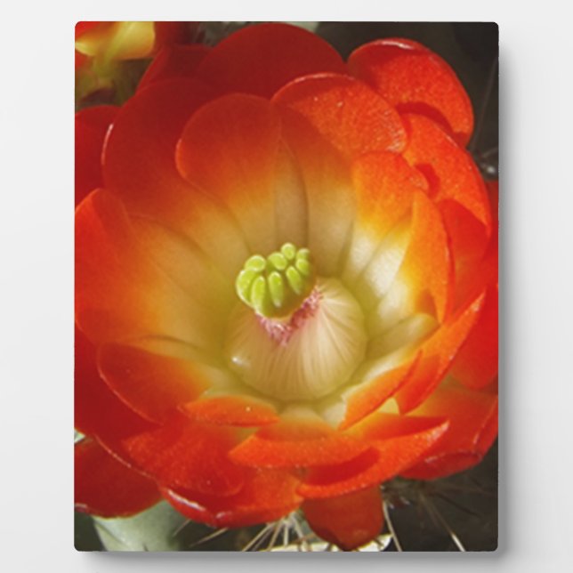 Orange-Cactus-Blume Fotoplatte (Vorderseite)