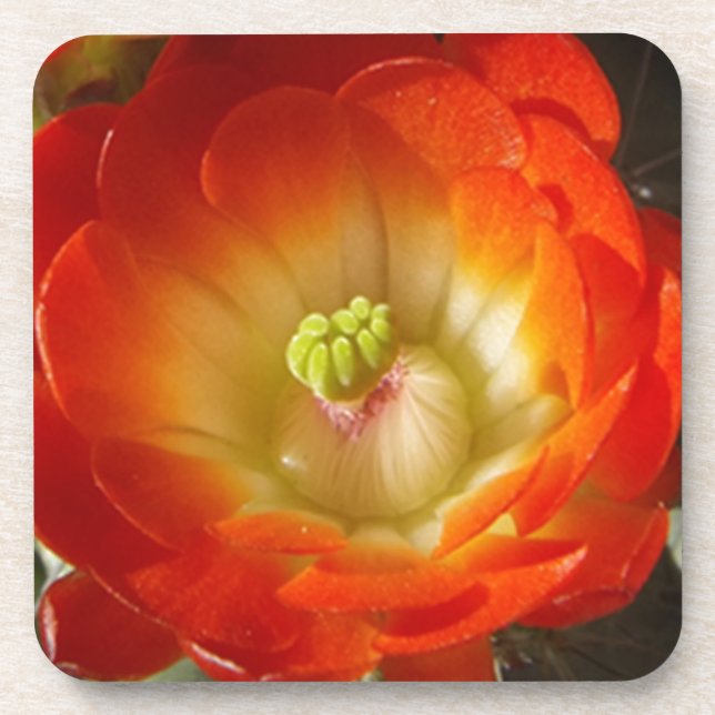 Orange-Cactus-Blume Getränkeuntersetzer (Vorderseite)