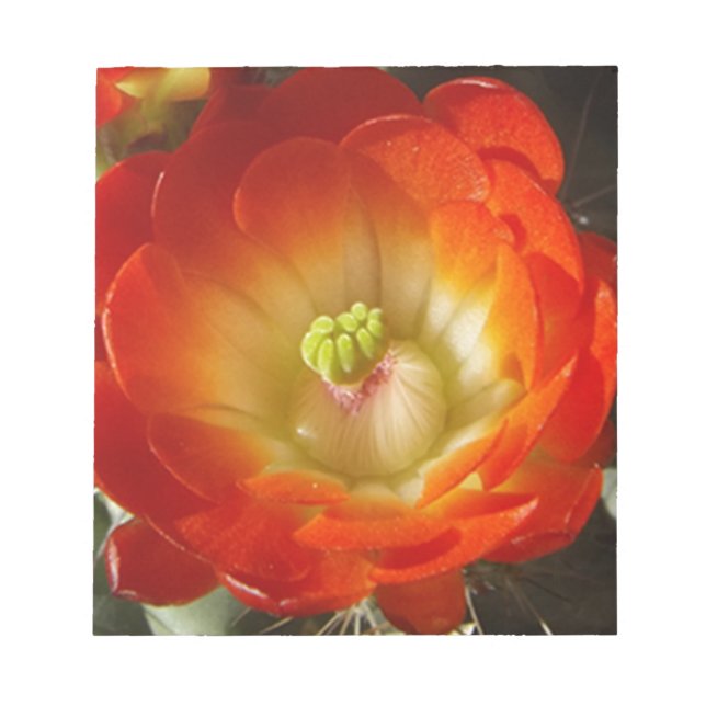 Orange-Cactus-Blume Notizblock (Vorderseite)
