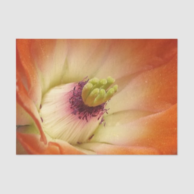 Orange Cactus Blume Tissue Paper Seidenpapier (Vorderseite)