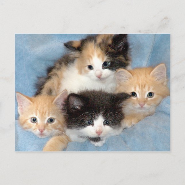 Orange, Calico und Schwarz/Weiße Kätzchen Postkart Postkarte (Vorderseite)