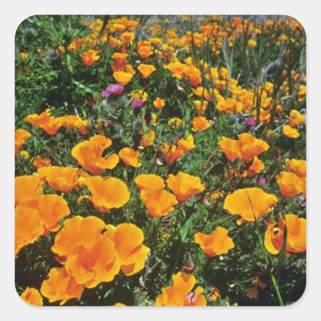 Orange California Poppies Blume Quadratischer Aufkleber (Vorderseite)