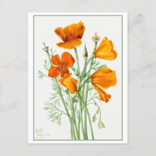 Orange California Poppy/Poppies Vintag Postkarte