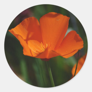 Orange California Poppy Sticker