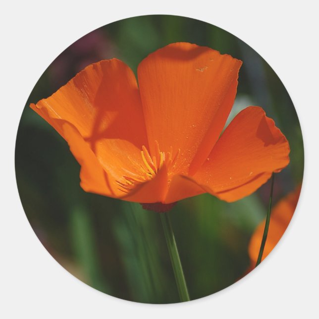 Orange California Poppy Sticker (Vorderseite)