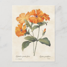 Orange Campion Vintag Botanische Illustration Postkarte