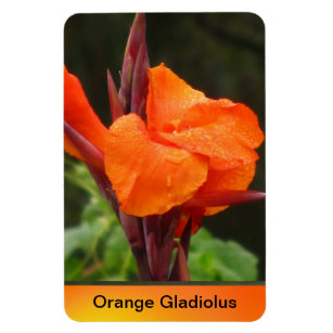 Orange Canna Blume Magnet