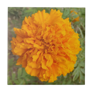 Orange Carnation Fliese
