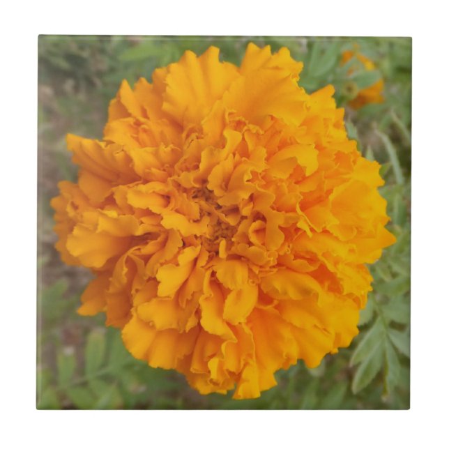 Orange Carnation Fliese (Vorderseite)