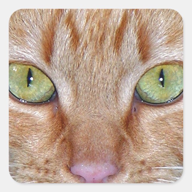 Orange Cat Eyes Quadratischer Aufkleber (Vorderseite)