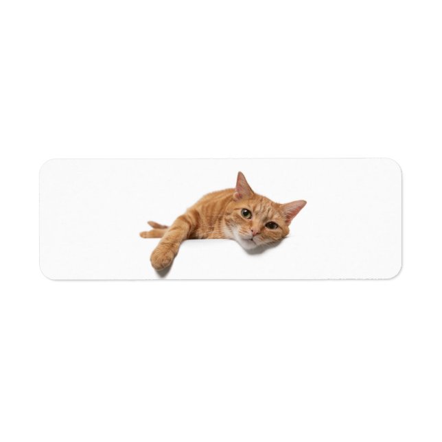 Orange Cat Lay Down (Vorne)