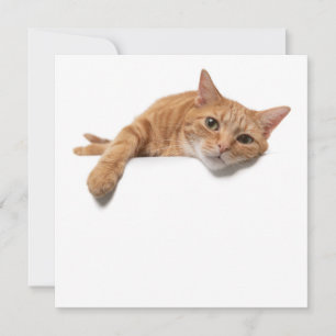 Orange Cat Lay Down Ankündigung