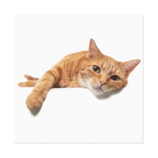 Orange Cat Lay Down Leinwanddruck