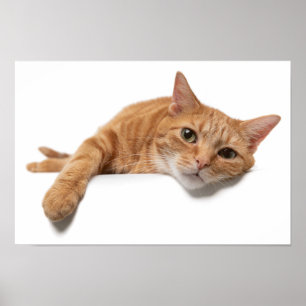 Orange Cat Lay Down Poster