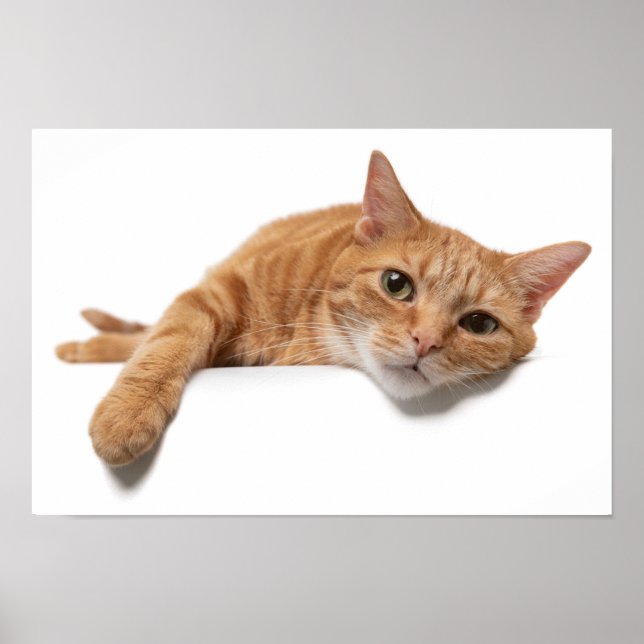 Orange Cat Lay Down Poster (Vorne)