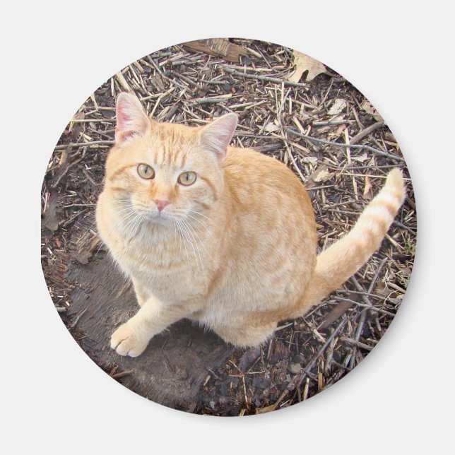 Orange Cat Magnet (Vorne)