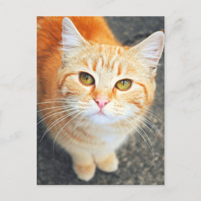 Orange Cat Post Card Postkarte (Vorderseite)