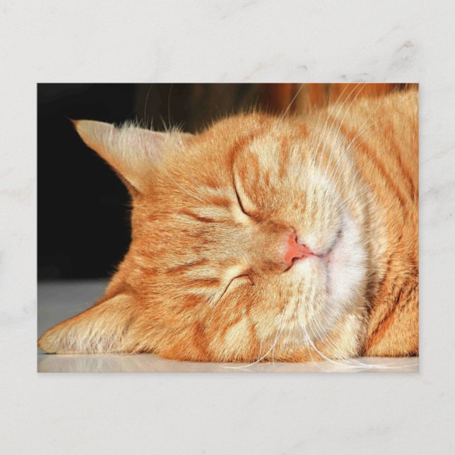 Orange Cat Postkarte (Vorderseite)