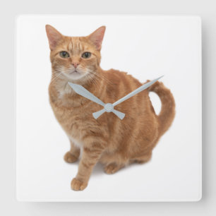 Orange Cat Standing Quadratische Wanduhr