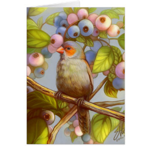 Orange cheeked waxbill Fink mit Blaubeeren