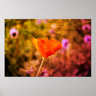 Orange-Chiffon-Mohn und -Wand Poster