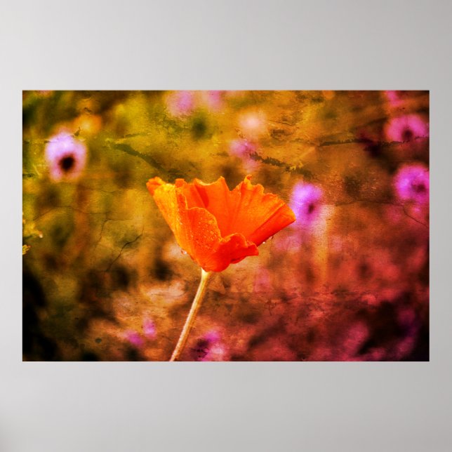 Orange-Chiffon-Mohn und -Wand Poster (Vorne)