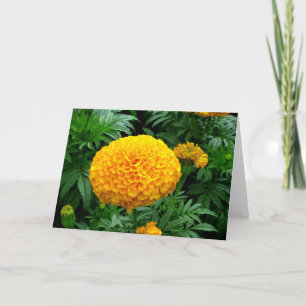 Orange Chrysanthemum Karte