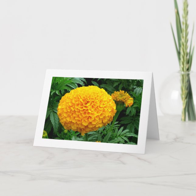 Orange Chrysanthemum Karte (Vorderseite)