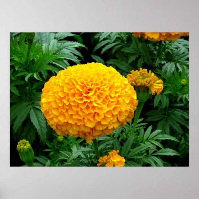 Orange Chrysanthemum Poster (Vorne)