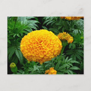 Orange Chrysanthemum Postkarte