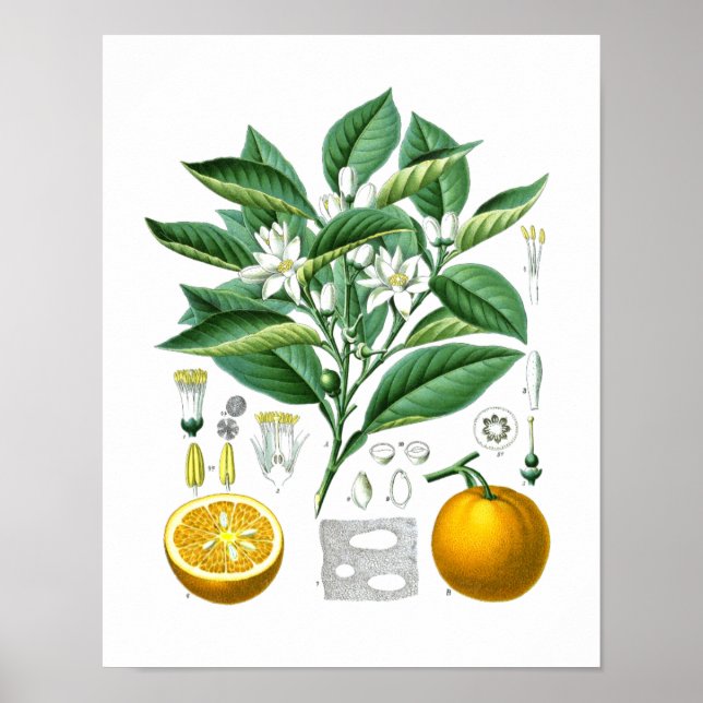 Orange Citrus Fruit Botanical Print no.1 Wall Art. Poster (Vorne)