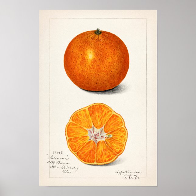 Orange (Citrus Sinensis) von Amanda Almira Newton Poster (Vorne)