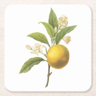 orange(Citrus sp.) von Redouté Rechteckiger Pappuntersetzer