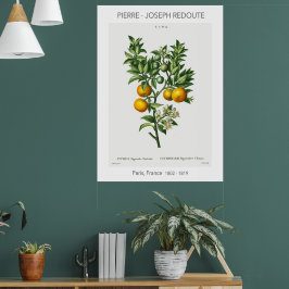 Orange Citrus Vintag Botanische Illustration Poster