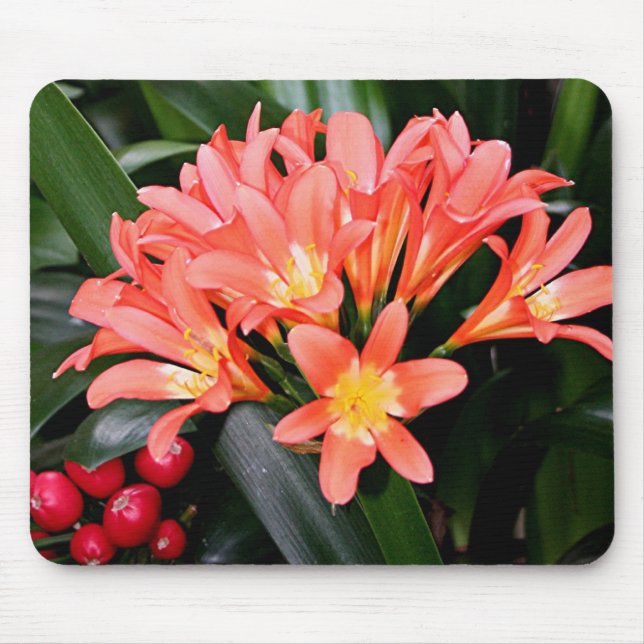 Orange Clivia Blume in Blüte Mousepad (Vorne)