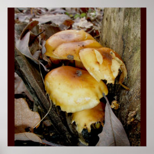 Orange Colony Mushrooms Poster