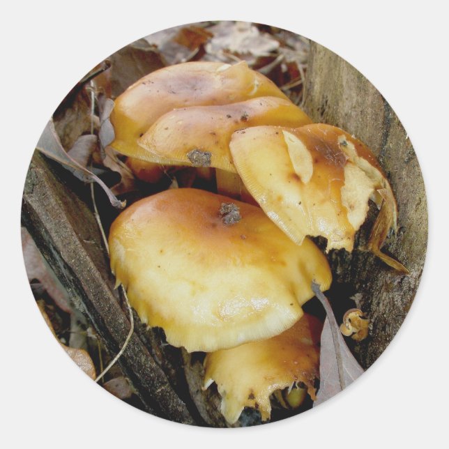 Orange Colony Mushrooms Stickers (Vorderseite)