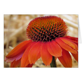Orange Coneflower