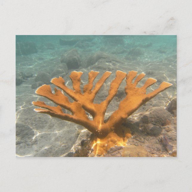 Orange Coral Postkarte (Vorderseite)