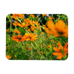 Orange Cosmos-Blume Magnet