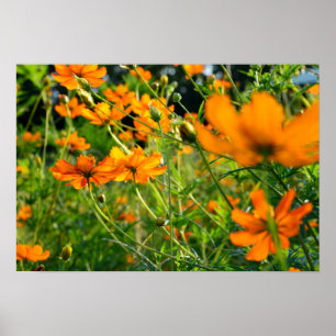 Orange Cosmos-Blume Poster