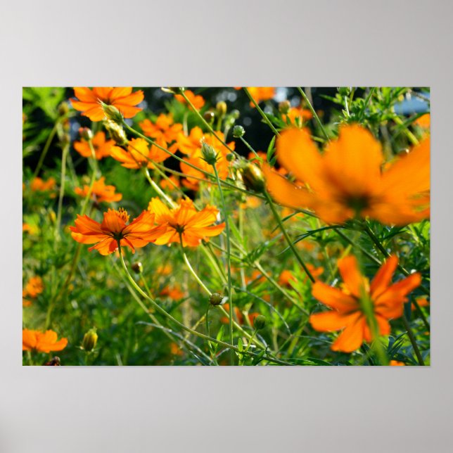 Orange Cosmos-Blume Poster (Vorne)