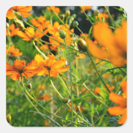 Orange Cosmos-Blume Quadratischer Aufkleber