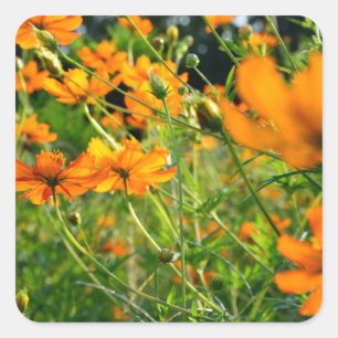 Orange Cosmos-Blume Quadratischer Aufkleber
