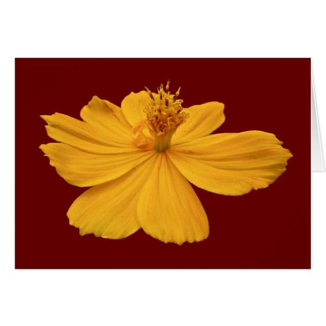 Orange Cosmos-Koordinationselemente (Vorderseite (Horizontal))